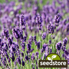 Munstead Lavender Seeds | Heirloom - Non-GMO |  | Herb Seeds | 1137 picture