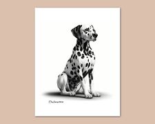 DALMATION Dog Pencil Drawing Photo Art Print - 5x7 8x10 or 11x14 (D1) picture