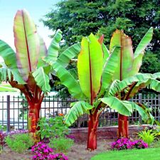 5 Red Abyssinian (Musa Ensete ventricosum) False Banana Plant Tree Seeds RARE picture