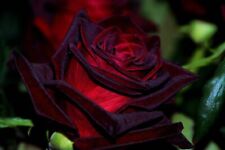 BLACK Magic  Rose Bush Seeds 10count~Unique~long stem~germination included picture