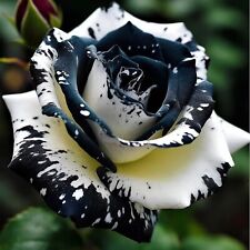 20pcs Rare Black & White Rose Seeds Non GMO Heirloom Garden picture