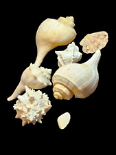 Collection of 6 decorative sea shells various sizes picture