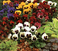 Swiss Giants Pansy Flower Seeds picture