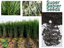 Super Napier Grass,Hybrid Grass,Elephant Grass, High Yielding grass Seeds picture