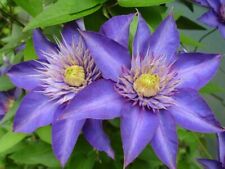 Multi Blue Clematis - NEW - Navy Blue Double Flower - 2.5