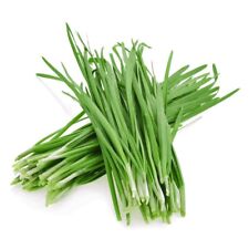 5gram / 1000pcs+ Chinese Chives Seeds, Chinese Leek Seeds picture
