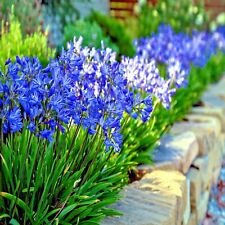 25 Dwarf Blue Lily of The Nile Flower Seeds Agapanthus 