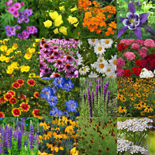 Bulk Wildflower Seed Mix - 187,500 Seeds, All Perennial, Covers 1000 SQFT picture