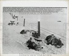 1964 Press Photo Dead and dying cattle in frozen eastern Montana range country. picture