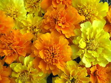 Mixed Marigold Seeds, Bulk Seeds, French Marigolds, Non-Gmo Heirloom Seeds 500ct picture