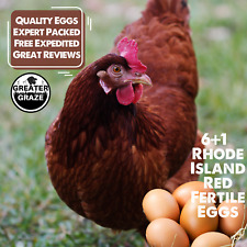 6+1 Rhode Island Red Hatching Eggs: Fresh Fertile Natural Unmixed Pasture Raised picture