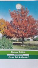Shumard Red Oak Tree Live Home Landscape Plants Garden Hard Wood Shade Trees picture