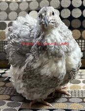 36 Coturnix Quail Hatching Eggs with Rare Colors mix with Pearl, Silver, Grau... picture
