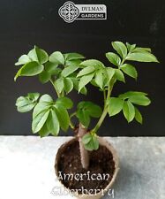2 American Elderberry Plants - Sambucus canadensis - 2 Live Plants 4 to 6 inches picture