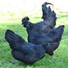 12 Fertile Chicken Hatching Eggs Barnyard Mix Fresh *RARE BREED* Possible picture