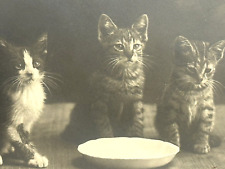 Cat Postcard Real Photo RPPC Rotograph Co Waiting For The Milkman Udb 1905 picture