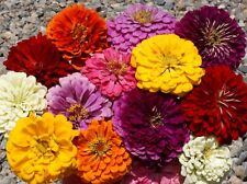 301+GIANT DAHLIA ZINNIA MIX Seeds Cut Flowers Summer Garden Container Fast Easy picture