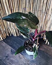Philodendron Pink Princess Variegated Tropical Climbing Plant picture