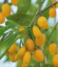 Rare Golden Goji Berry starter plant, 4-6 inches tall picture