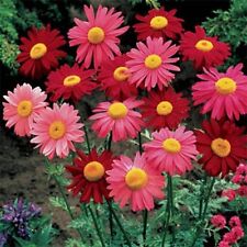 Chrysanthemum- Robinson Mix- 200 Seeds- BOGO 50% off SALE picture