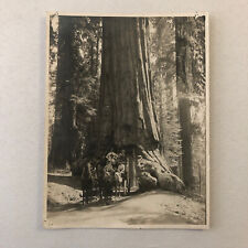 Vintage Photo Photograph Horse Drawn Wagon Through Large Tree Tunnel picture