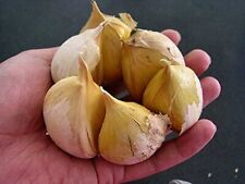 Garlic Elephant - 0.15 OZ about 10 - 16 cloves Organic Fresh seeds cloves garlic picture