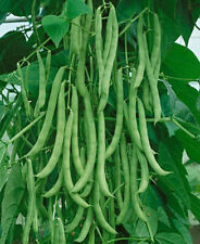 Kentucky Wonder POLE Green Bean Seeds, NON-GMO,  picture