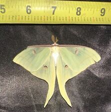 Reared Ex-Pupa Male Luna Silk Moth Actias luna Saturniidae Lepidoptera A Grade picture