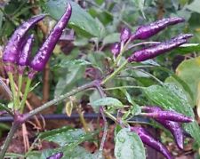 Pepper Seeds _ Hot Cayenne Purple - 250.mg picture