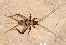 Live Banded Crickets - All Sizes 100 - 5,000 - Reptile Food picture