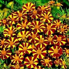 French Marigold COURT JESTER Harlequin Tall Beneficial Plant Non-GMO 100 Seeds picture
