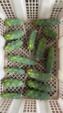 8-10cm Cactus Live Plant Lophocereus schottii Variegated Beautiful Rare Cactus picture