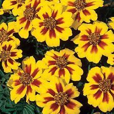 French Marigold Naughty Marrietta Seeds, Dwarf Compact,   picture