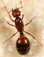 live Queen Ant picture
