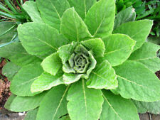 500 / 1000 / Grams of  Great Mullein SEEDS (Verbascum Thapsus)  picture