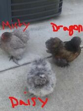 12 fertilized Silkie & Satin (Smooth/Frizzle) small chicken eggs picture