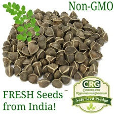 Moringa Seeds for Planting | Non-GMO from India Very Fresh | Bulk picture