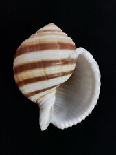 sea shell Tonna sulcosa, 115.7mm picture