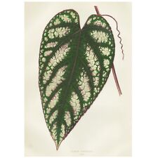 1861 E.J. LOWE'S BEAUTIFUL LEAVED PLANTS; REX BEGONIA, CISSUS DISCOLOR, Pl. XIII picture