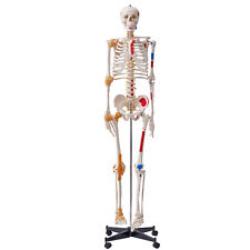 VEVOR Human Skeleton Model Anatomical Skeleton Life Size with Muscle Points picture