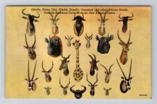 San Antonio TX-Texas, Famous Buckhorn Curio Museum Vintage Souvenir Postcard picture