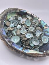 100 Aqua Limpet Shells - 0.25”-1” Mexican Green (100 Shells) Beach Decor Craft picture