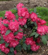 Holden Red Rhododendron - Live Plant - ( 2.5 QT ) picture