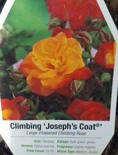 CLIMBING JOSEPH'S COAT 3 gal Yellow Red Live Rose Bush Plants Shrub Plant Roses picture