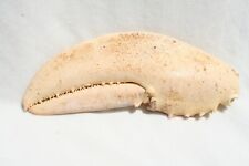 VINTAGE GENUINE LARGE WHITE LOBSTER CLAW COLLECTOR OCEAN NAUTICAL TAXIDERMY SEA picture