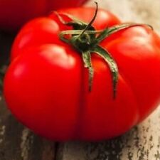 Beefsteak Tomato Seeds | NON-GMO | Heirloom | Fresh Vegetable Seeds picture