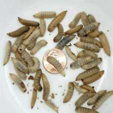 Live Black Soldier Fly Larvae - 50 - 5,000   picture