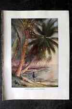 Ward 1923 Antique Botanical Print. Coconut Palms in the Philippines picture