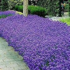 Italian Lavender Seeds | Heirloom - Non-GMO |  | Herb Seeds | 1139 picture