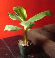 Dwarf Banana Tree {Musa x paradisiaca} Organic 5 seeds  picture